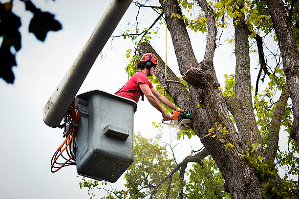 Tree Branch Trimming